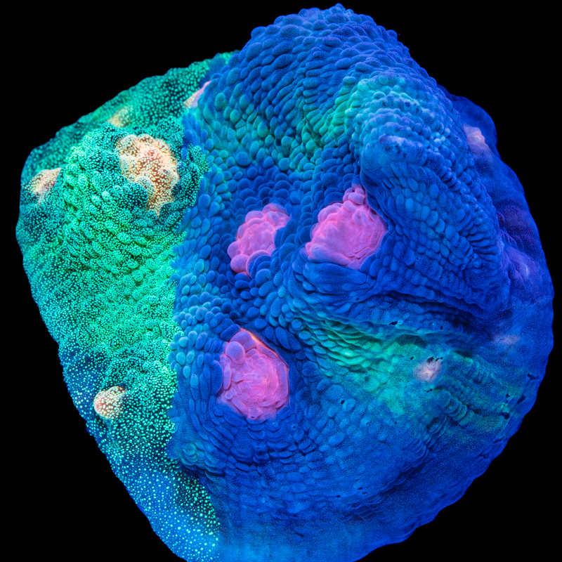 TG Galactic Prism Chalice - Tidal Gardens