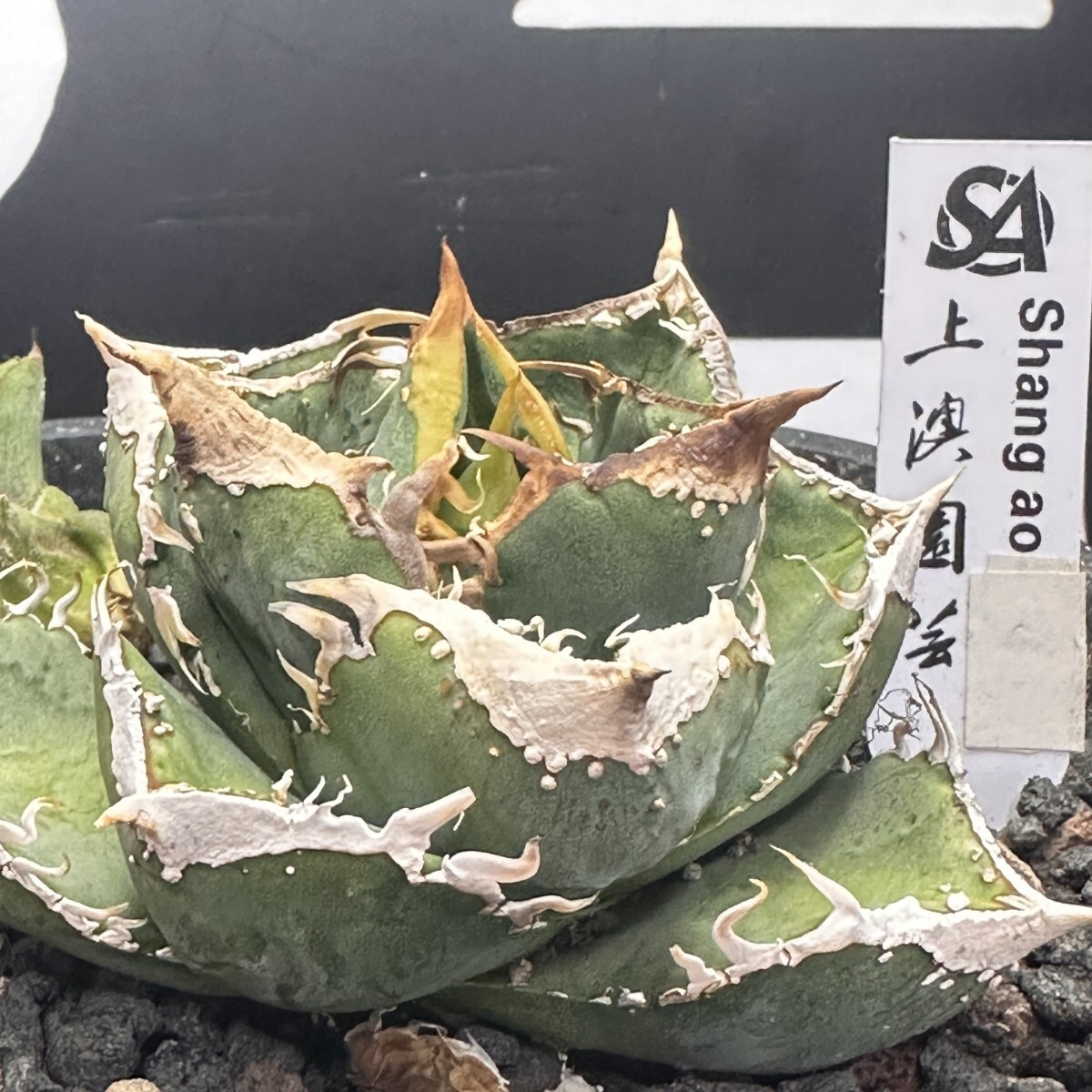 Yahoo!オークション - 143【上澳園芸】 アガベ チタノタ shangao-019(