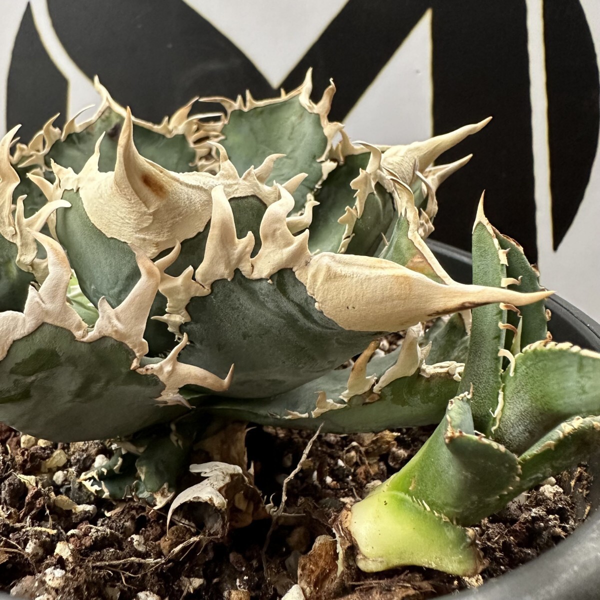 Yahoo!オークション - 185OC【上澳園芸】 アガベ チタノタ shangao-008