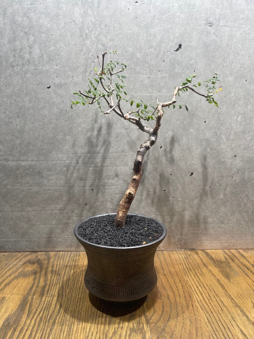 に*)様 コミフォラモンストローサ コミフォラ モンストローサ 発根済 現地株 MO-02 × S.N.Pot - crown -