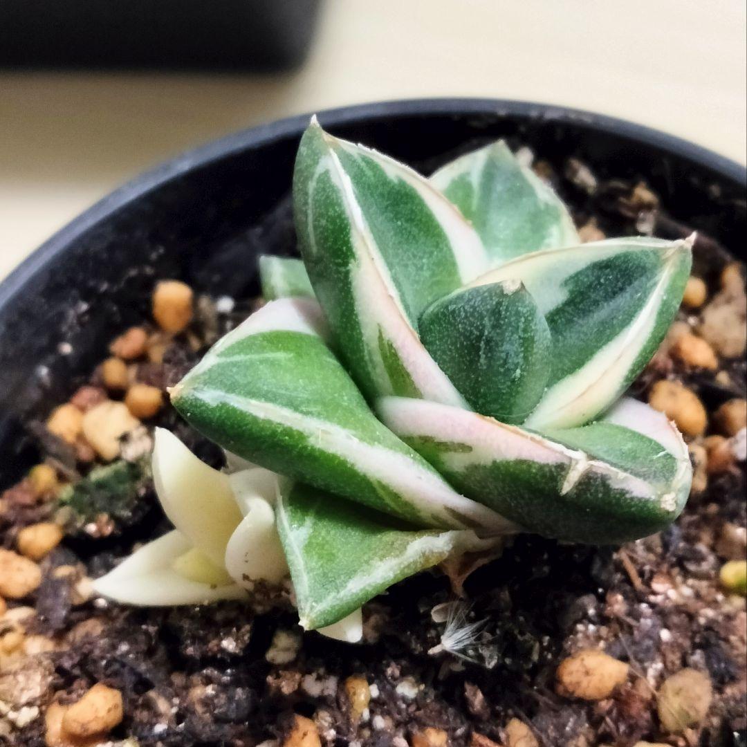 ラスト1株 子株付き 王妃笹の雪 A型 ピンキー 白覆輪斑 鉢ごと発送 美白覆輪